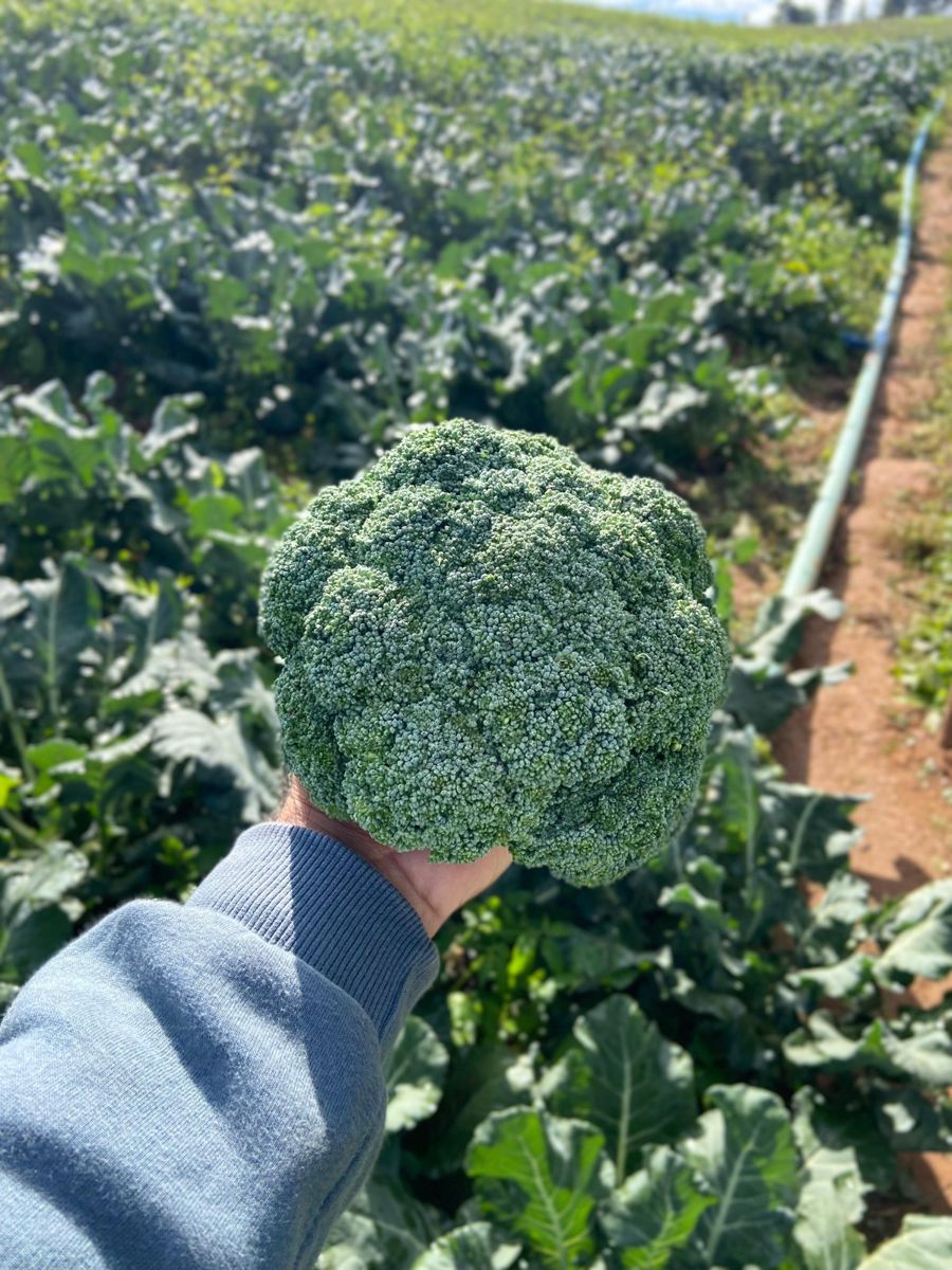 Vegetais com protagonismo no cardápio, foto real Good Farmy