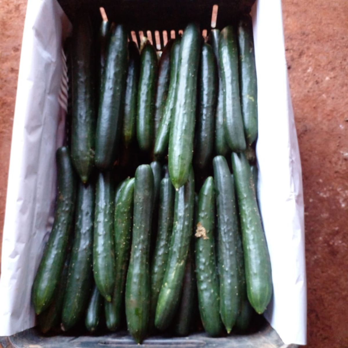 Pepino japonês, foto real