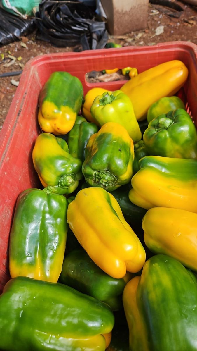 Pimentão verde, amarelo e vermelho, foto real