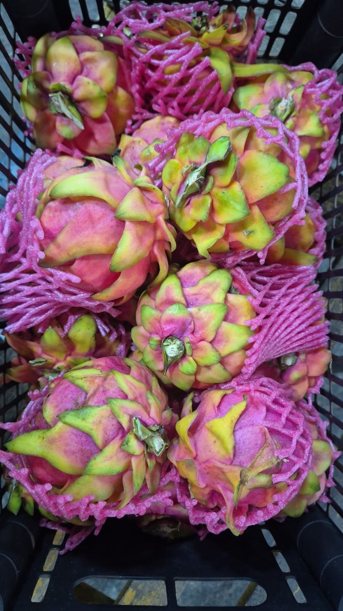 Pitaya, foto real