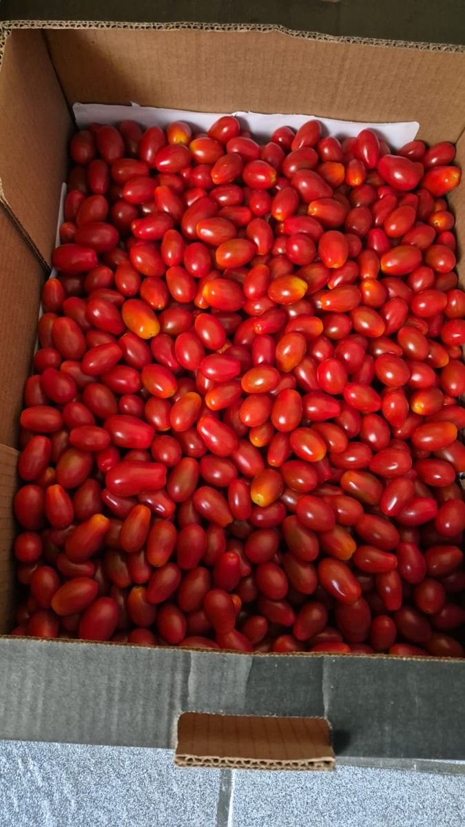 Caixa cheia de tomates grape vermelhos