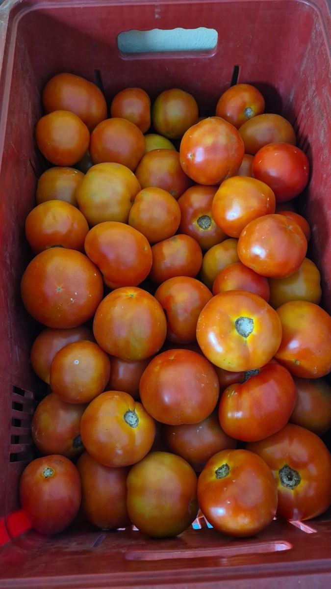 Tomate salada, foto real