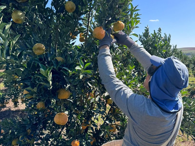 Colheita de laranja
