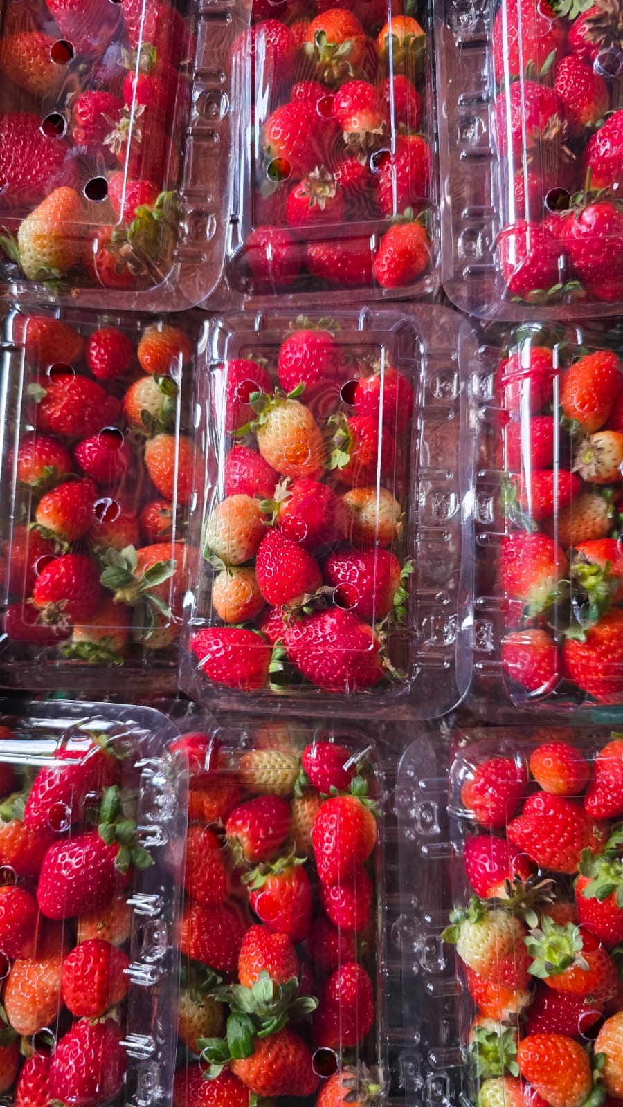 Bandejas de morango da produção própria Good Farmy embaladas para entrega