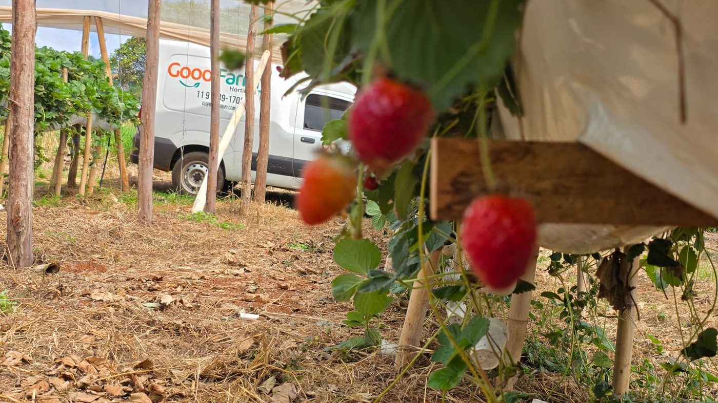 Van da Good Farmy carregada de morango da produção própria